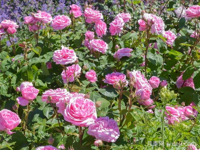 格特鲁德杰基尔月季/葛楚德杰基尔Gertrude Jekyll(图4)