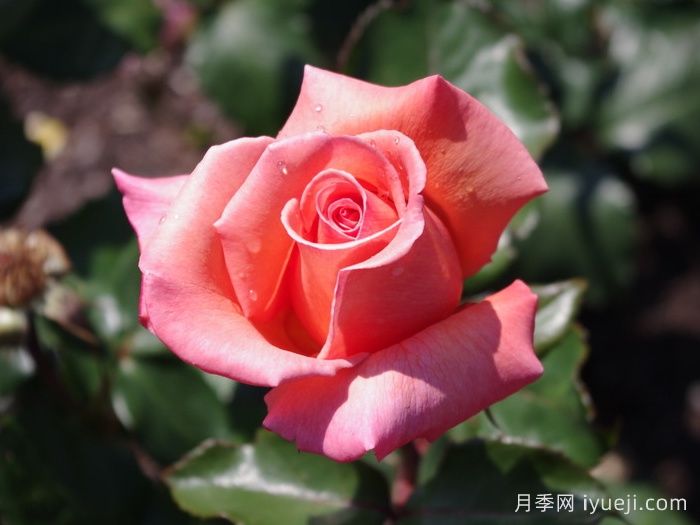 格特鲁德施韦策月季Gertrud Schweitzer(图1)