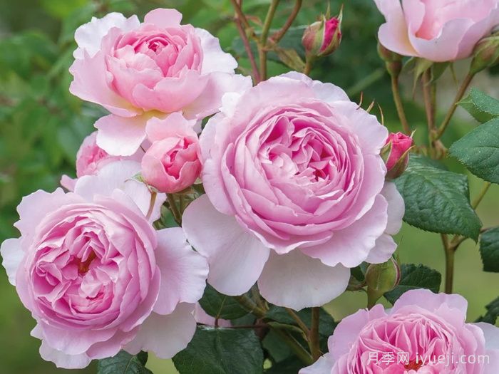 古代水手月季/凯尔姆斯科特月季The Ancient Mariner(图2)