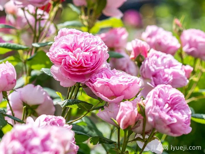 古代水手月季/凯尔姆斯科特月季The Ancient Mariner(图4)