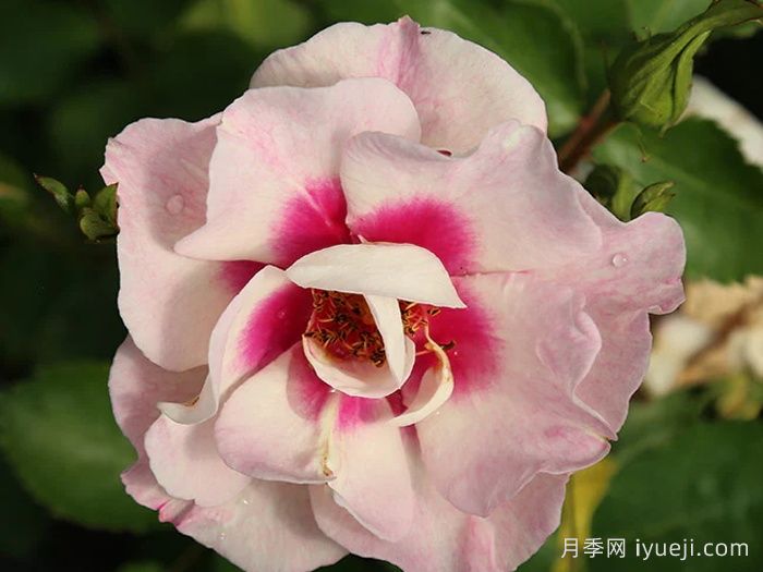 公牛的眼睛月季Bulls Eye(图1)