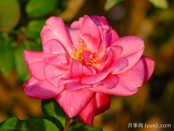 贡提尔爸爸月季/贡提叶爸爸Papa Gontier(图1)