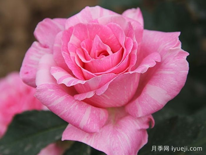 光芒月季Sunsation(图1)