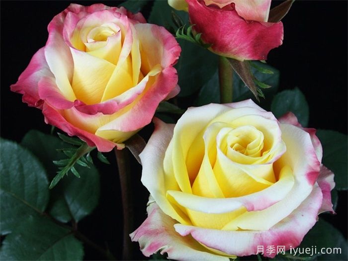 光学日落月季Optica Sunset(图1)