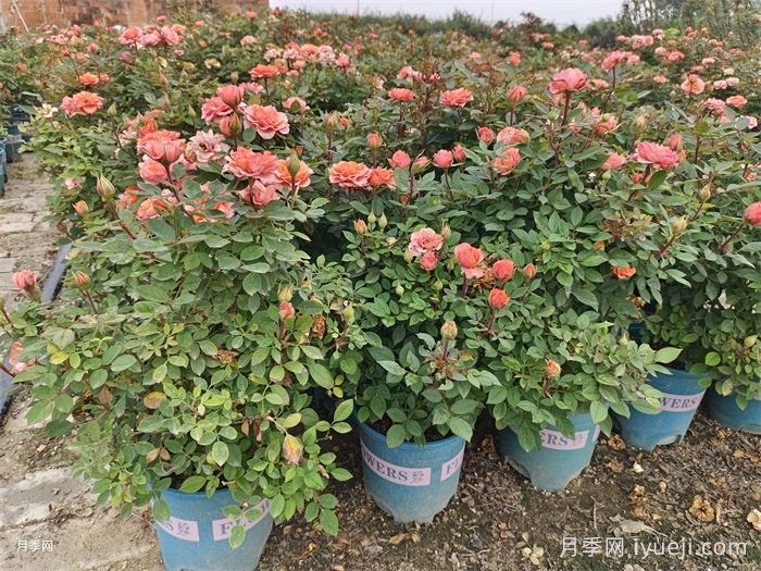 冬季月季清园了，石硫合剂使用有讲究(图1)