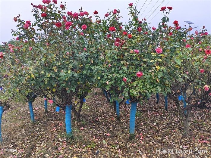 冬季月季清园了，石硫合剂使用有讲究(图2)