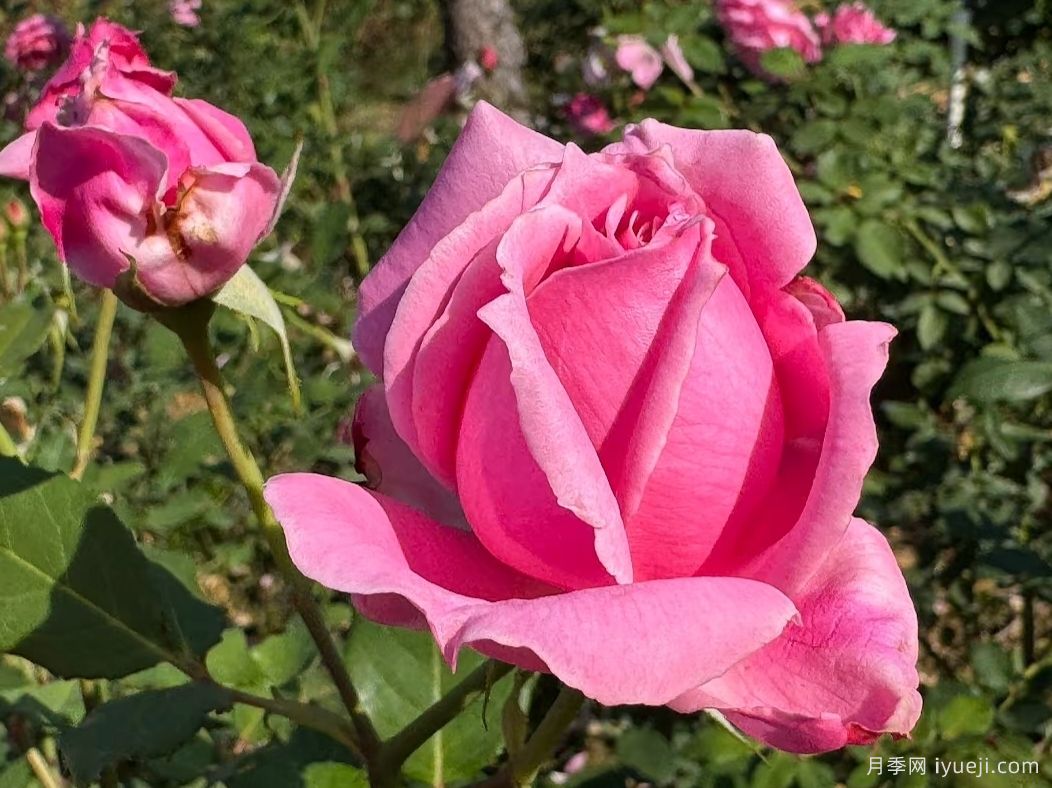 思春月季(图2)
