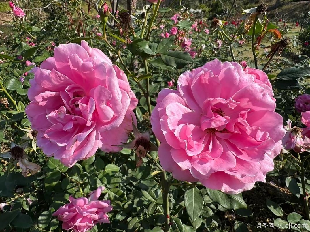 思春月季(图3)