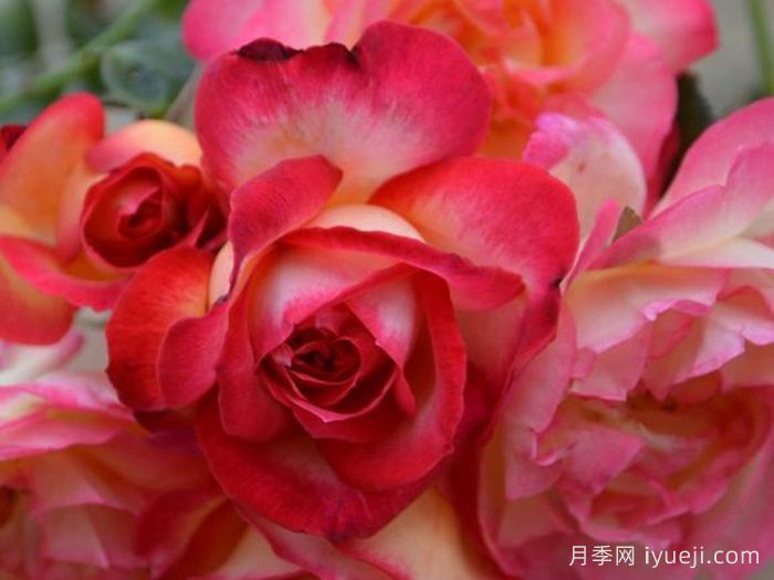 阿基里斯月季Achilles(图2)