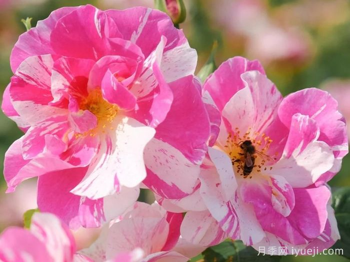 国王的玫瑰月季/王者玫瑰The Kings Rose(图2)