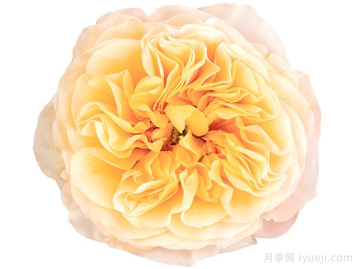 国王十字站月季Kings Cross(图2)