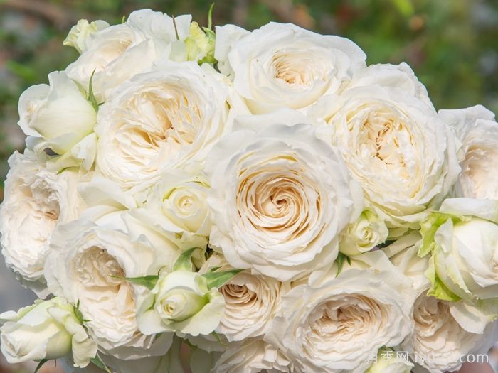 寒江雪月季(图2)