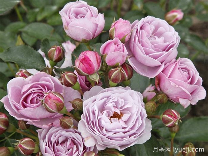 海洋之心月季/诺蒂卡/娜乌提卡Nautica(图3)