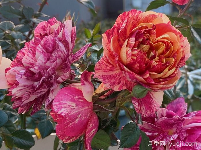 果汁飞溅月季(图2)