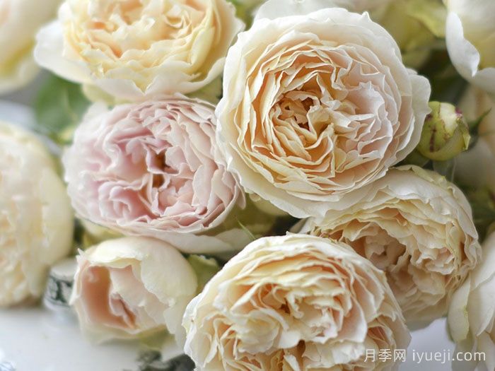 安妮月季/河本安妮Anne(图1)