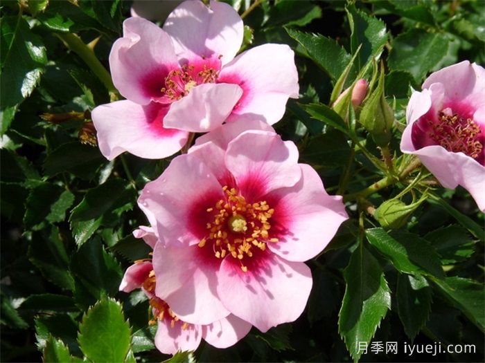 喝彩巴比伦眼睛月季/布拉沃巴比伦眼睛Bravo Babylon Eyes(图2)