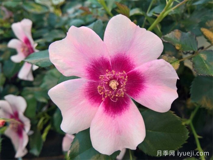 喝彩巴比伦眼睛月季/布拉沃巴比伦眼睛Bravo Babylon Eyes(图1)