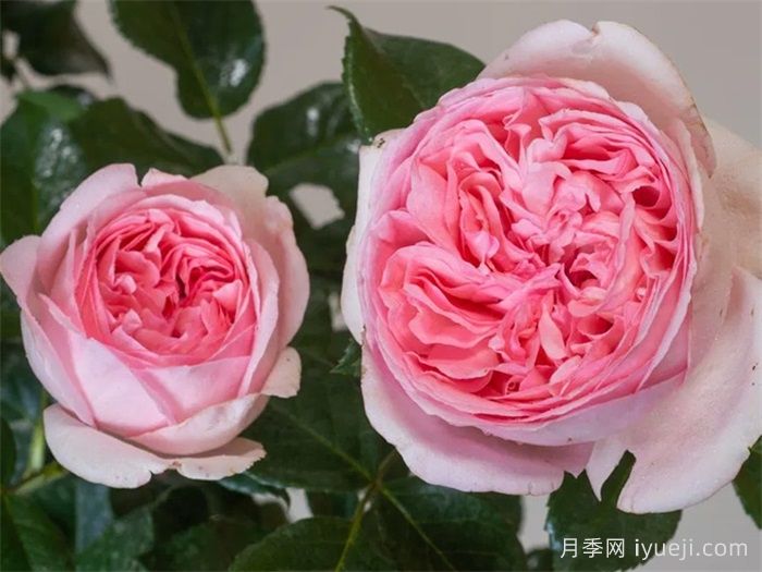 航程月季/远行/航行/远航Voyage(图2)