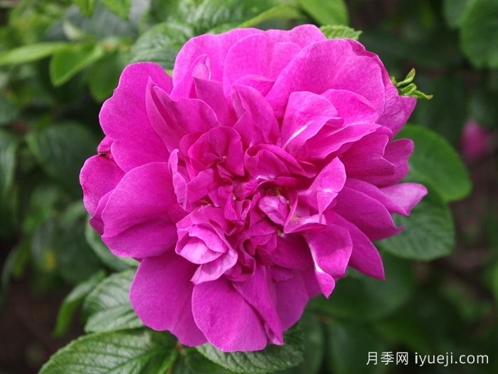 汉莎玫瑰Hansa(图3)