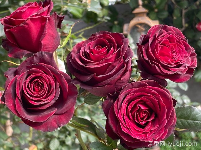 黑巴克月季Black Baccara(图2)