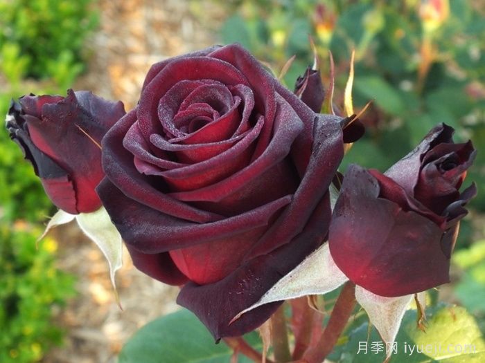 黑巴克月季Black Baccara(图4)