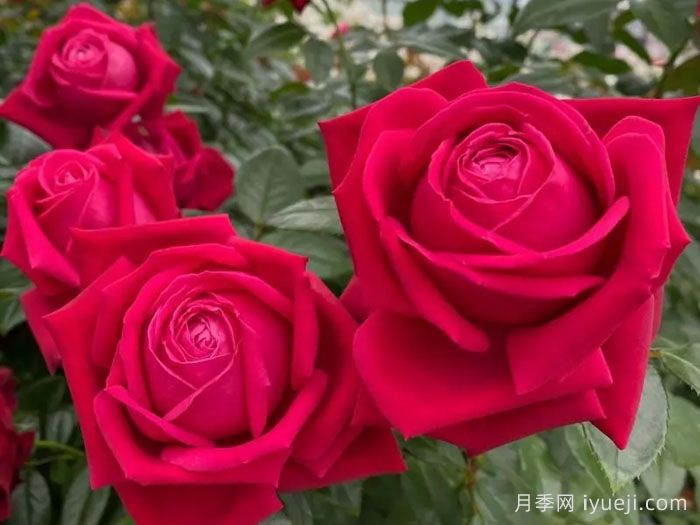 红宝石之吻月季/吸血鬼之吻Ruby Kiss(图1)