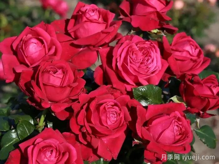 红宝石之吻月季/吸血鬼之吻Ruby Kiss(图4)