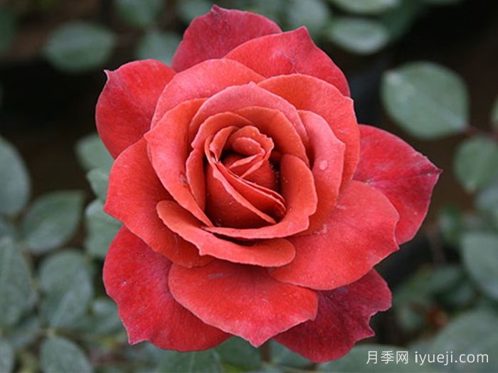 红茶月季/黑茶月季Black Tea(图1)