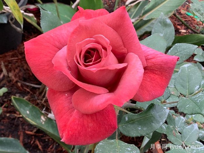 红茶月季/黑茶月季Black Tea(图3)