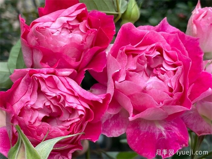 红罗女月季(图1)