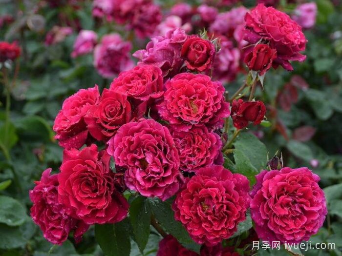 红丘月季/天家胭脂月季Colline Rouge(图3)