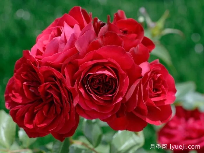 红色玫兰之爱月季/红色蒙娜丽莎/红爱玫Red Meilove(图1)