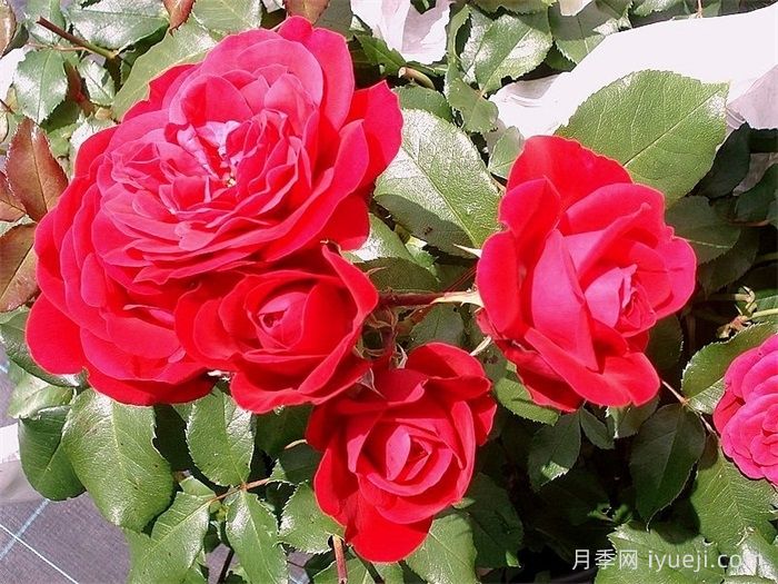 红色玫兰之爱月季/红色蒙娜丽莎/红爱玫Red Meilove(图3)