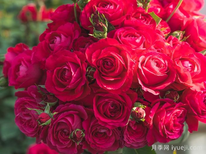 红石榴月季(图2)