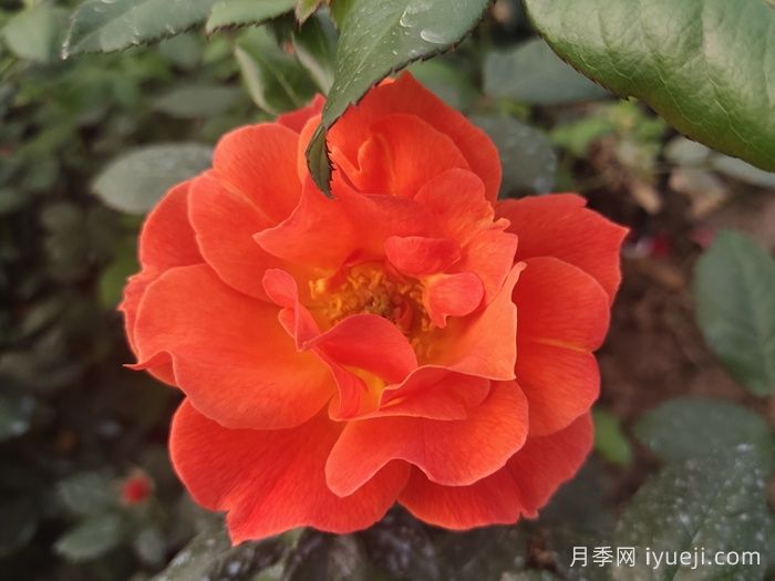 红从容月季/红丛蓉Red Velvet(图1)