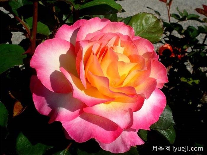 花蝴蝶月季/华丽丽月季Gorgeous(图2)