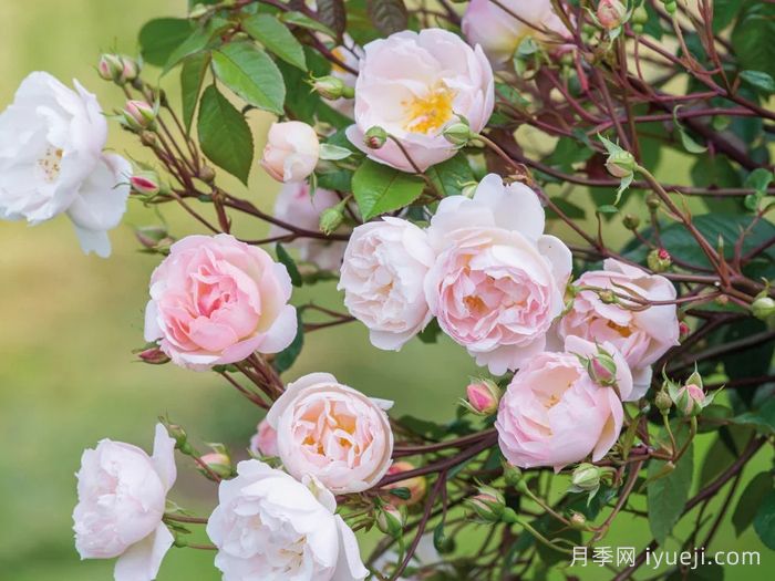 湖中仙女月季/莱克夫人月季/湖中女郎The Lady of the Lake(图2)