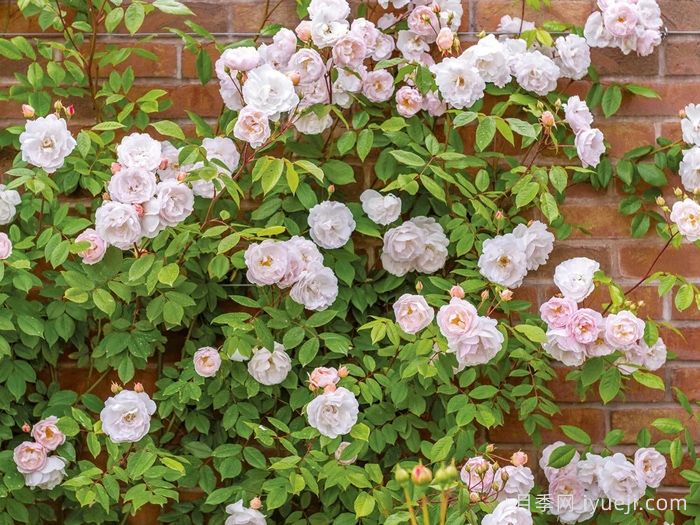 湖中仙女月季/莱克夫人月季/湖中女郎The Lady of the Lake(图3)