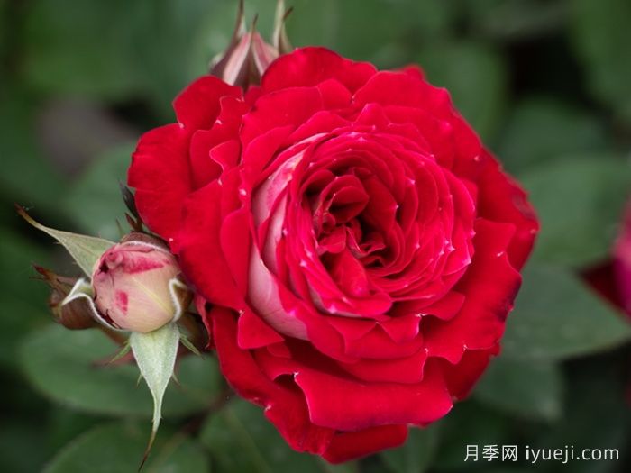 红缀银盘月季(图1)