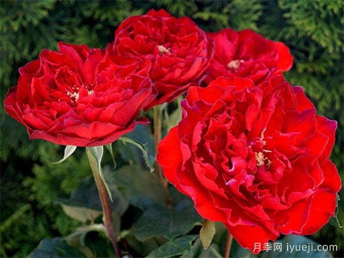 红舞裙月季/丝绸绒光Samarcanda(图2)