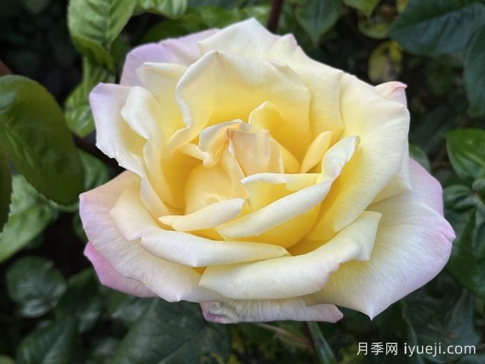和平月季/黄和平月季Yellow Peace(图4)