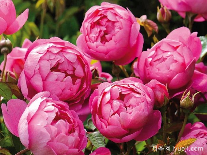 皇家庆典月季/皇家禧年/王室庆典Royal Jubilee(图2)