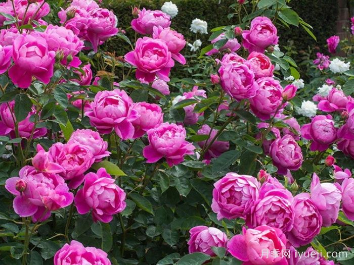 皇家庆典月季/皇家禧年/王室庆典Royal Jubilee(图3)