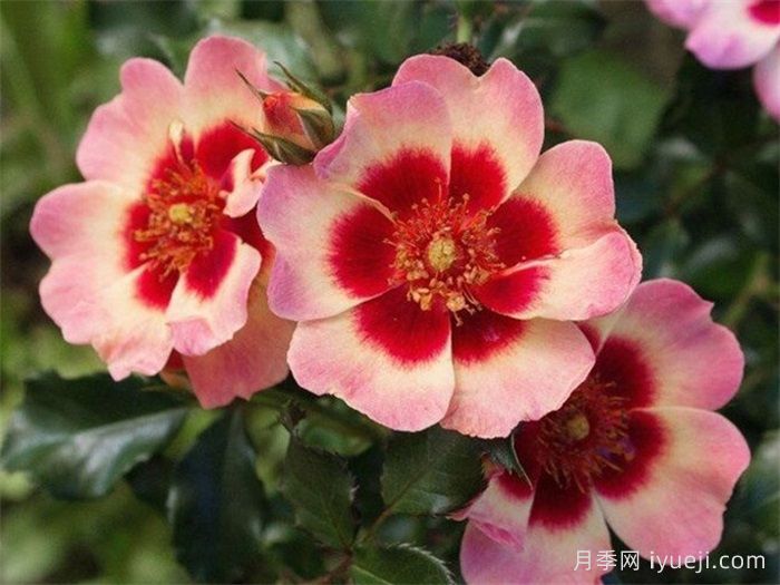 皇后巴比伦眼睛月季/女王巴比伦眼睛Queen Babylon Eyes(图1)