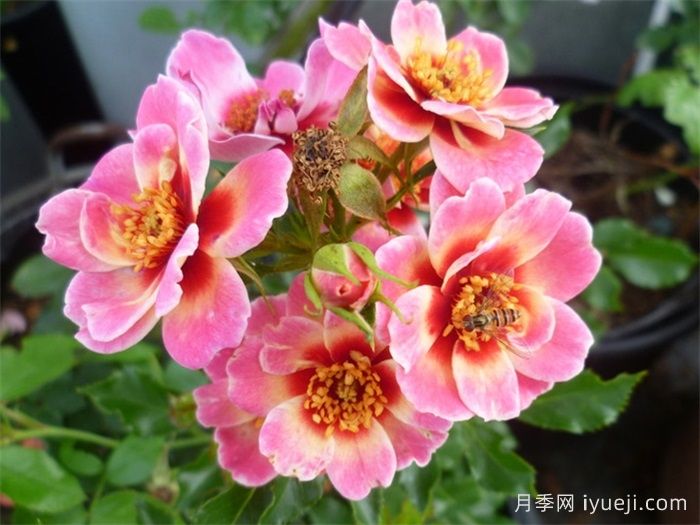 皇后巴比伦眼睛月季/女王巴比伦眼睛Queen Babylon Eyes(图3)