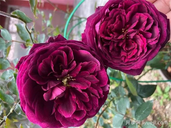 皇宫月季Royale(图1)
