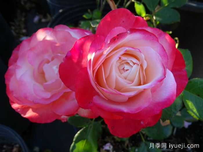 怀旧乡愁月季/思乡月季Nostalgie(图3)