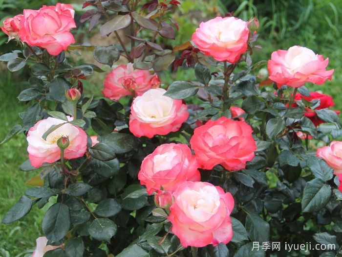 怀旧乡愁月季/思乡月季Nostalgie(图5)