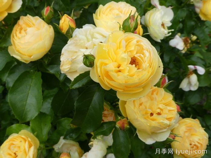 黄金城堡月季/舍韦尼城堡月季Chateau de Cheverny(图2)