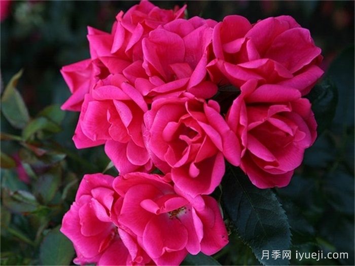 花园朋友月季/花园之友/彩色火烈鸟Gartenfreund(图2)